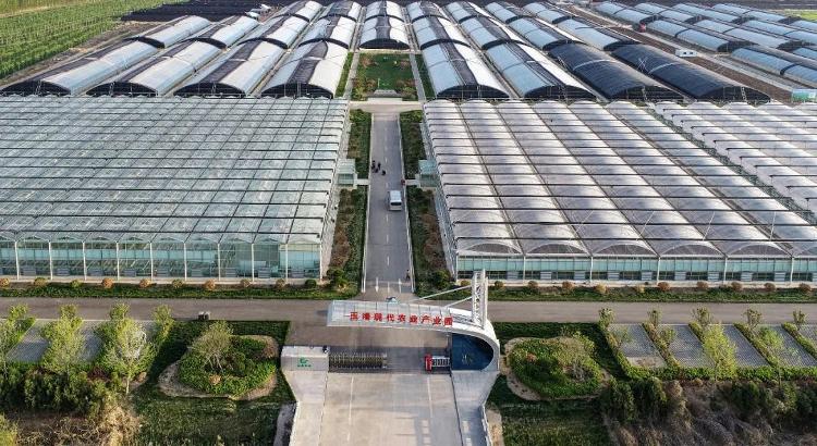 四大主导产业 走活商河高质量发展新棋局_今日头条_大众网(图7)