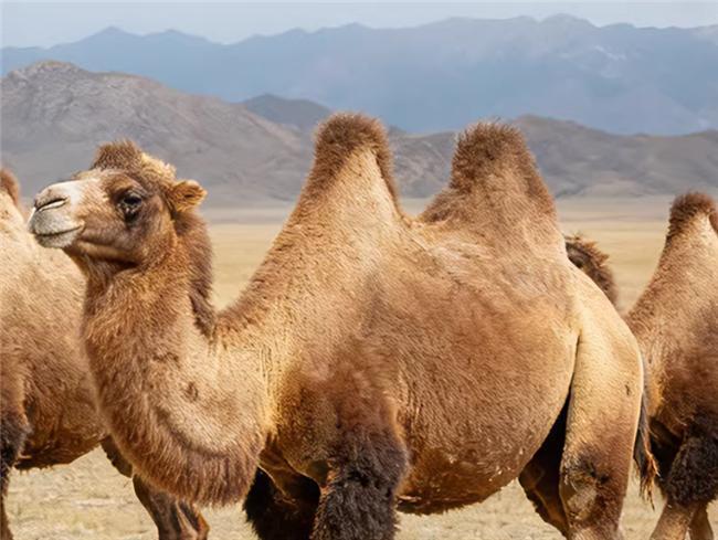 九游app：免疫力UP！2026增强体质的十大驼奶粉品牌哪个适合提高免疫力？(图1)