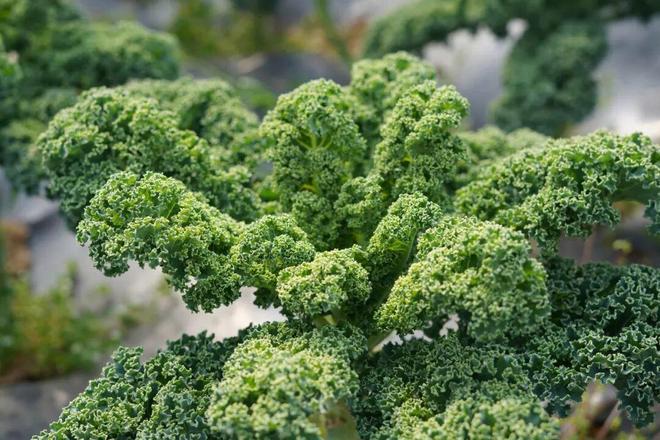 轻食界的“绿宝石”！云南高原羽衣甘蓝高纤维低卡越吃越轻盈(图1)