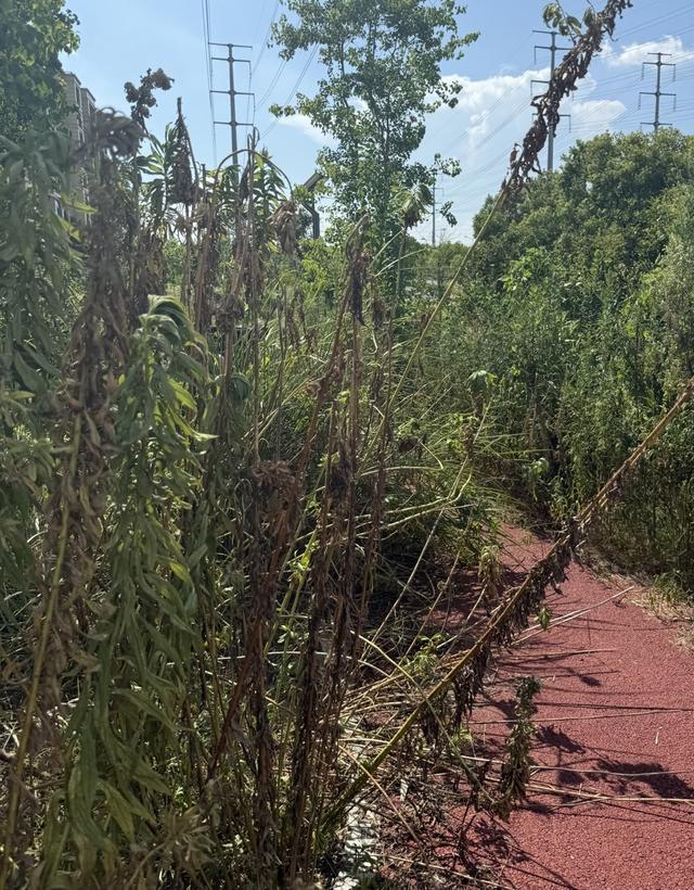 九游app：健身步道长满草器材损坏修得慢？上海部分便民健身设施常态化养护缺失(图1)