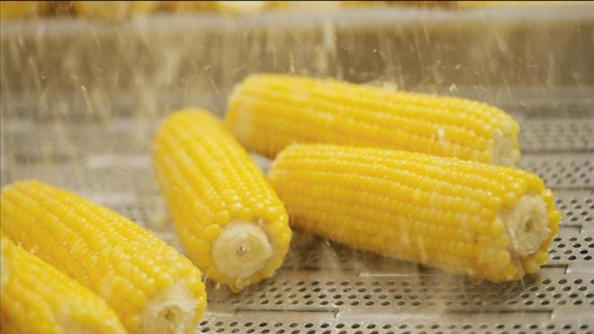 糯到喵喵叫的新玉米上市十月稻田IP联名引爆玉米热潮(图4)