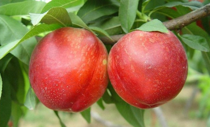 【轻食食材】强推10种高纤维食物让你在饱腹感中瘦下来(图7)